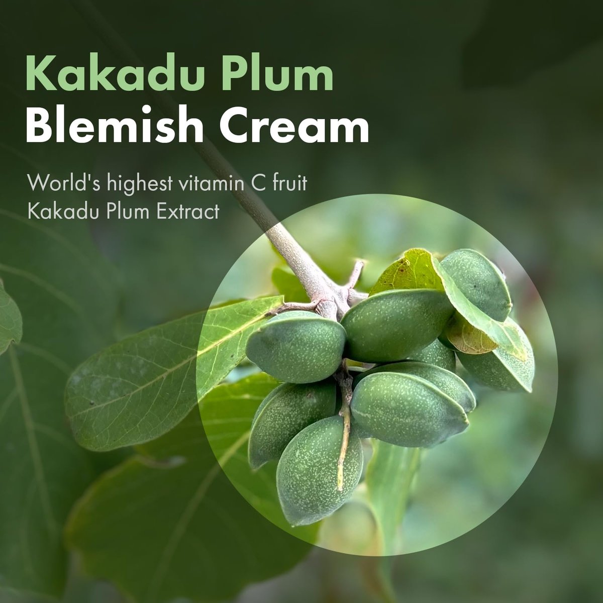 TOSOWOONG Kakadu Plum Blemish Cream – Dark Spot Remover & Brightening Face Cream with 600,000ppm Kakadu Plum Extract, Niacinamide & Adenosine – Korean Skin Care, 1.76 oz - görsel 7