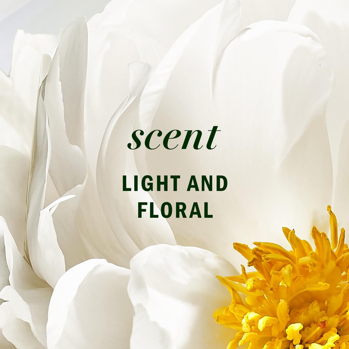 Herbal Essences All-in-1 Nourishing Spray with Aloe and Camellia Flower Oil, 6 fl oz - görsel 15