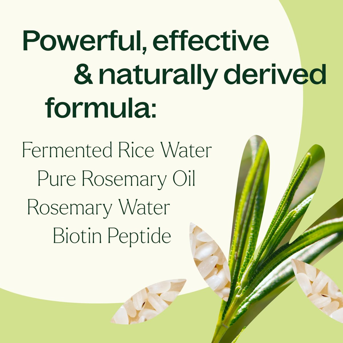Plant Therapy Rosemary & Rice Water Spray 4 oz – Daily Hair Growth Spray for Natural Hair, Boosts Strength & Elasticity, Adds Volume & Shine Avelisse