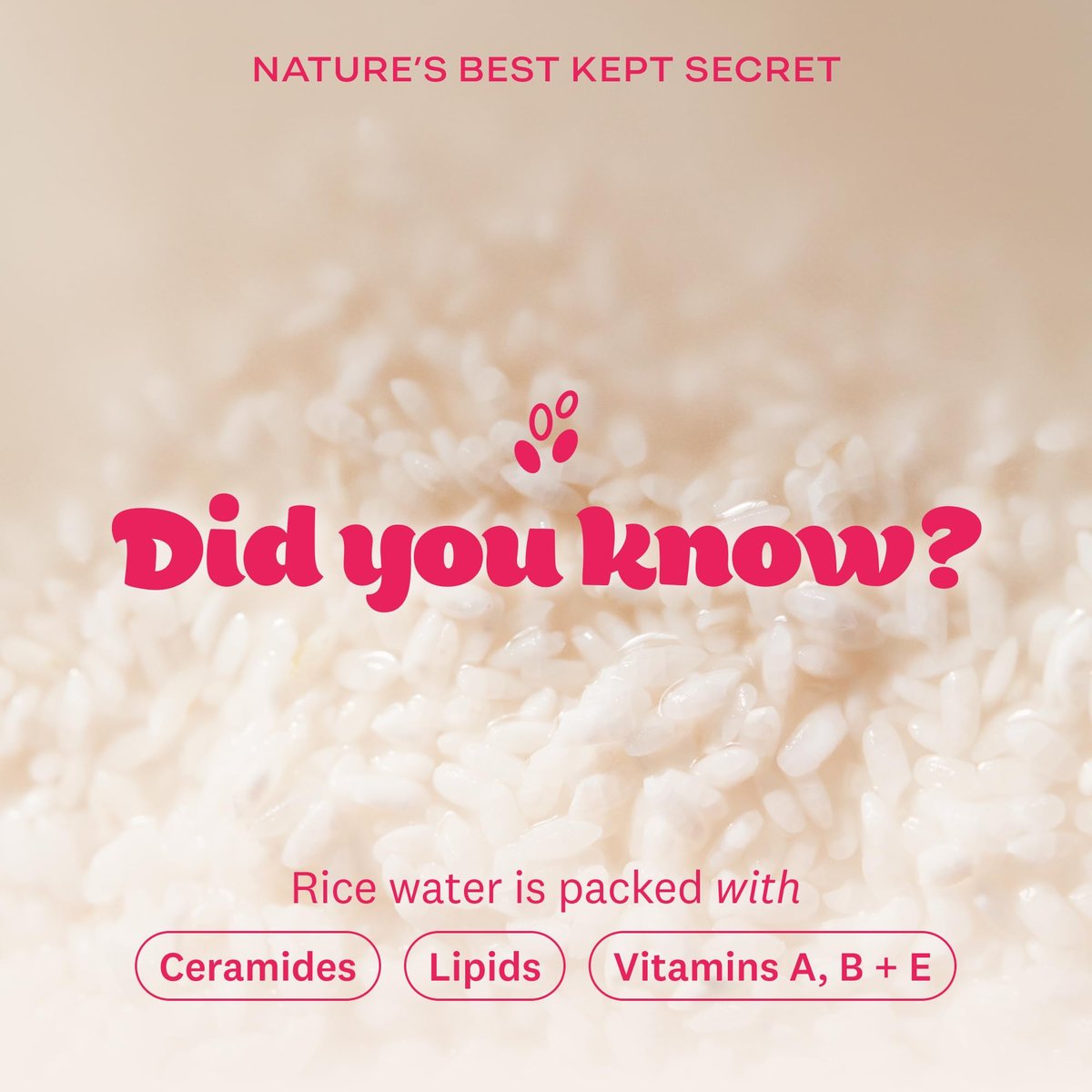 The Face Shop Rice Water Bright Vegan Cream – Instant Moisturization, Quick-Absorbing, Brightening Face Moisturizer with Rice Water, Niacinamide & Hyaluronic Acid - Korean Skin Care Avelisse