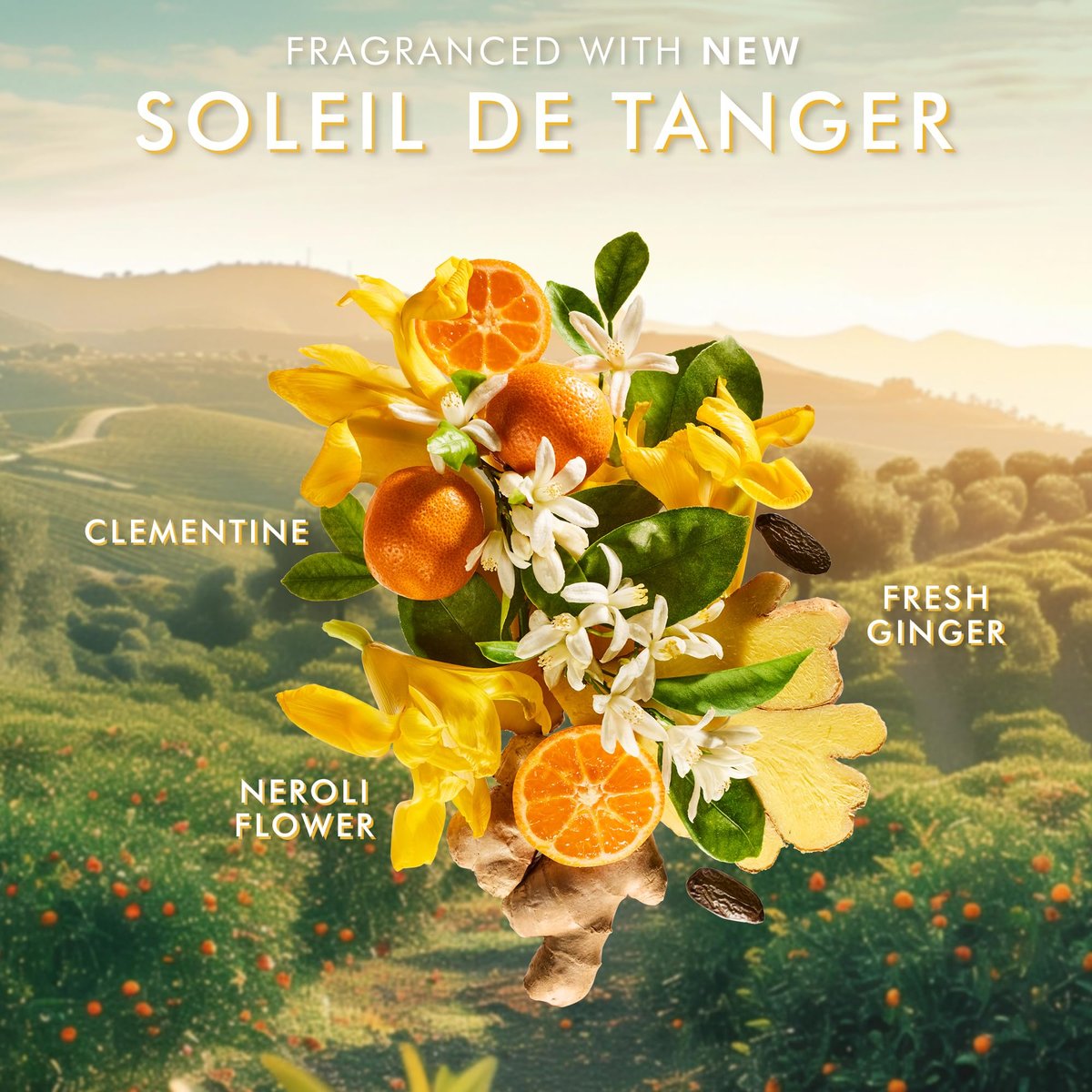 Moroccanoil Body Lotion Soleil de Tanger – 12.2 Fl Oz | Hydrating & Nourishing - görsel 5