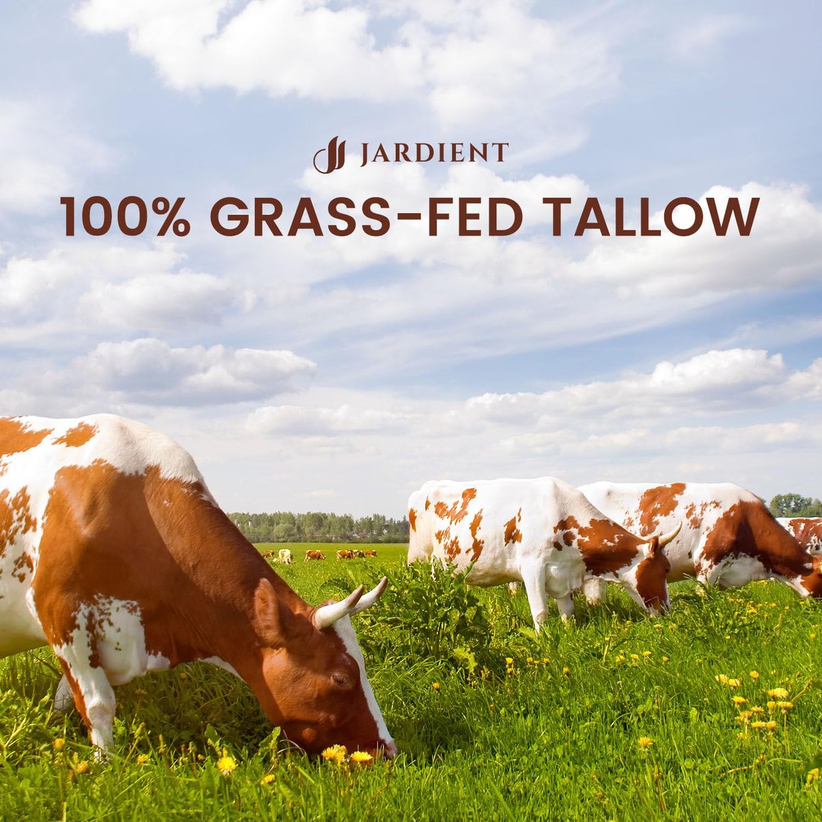 Jardient Beef Tallow Honey Balm for Skin: 100% Grass-Fed Beef Tallow Moisturizer for Face and Body - Organic Moisturizer Cream with Olive Oil & Manuka Honey for Eczema and Dry Skin (2 oz) Avelisse