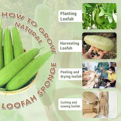 Herbvian Vietnamese Natural Loofah Back Scrubber - 100% Plant-Based Exfoliation Shower Sponge, Handcrafted Whole Loofah Gourd with Jute Fiber Handle, Suitable for Men & Women (1-Pack) Avelisse