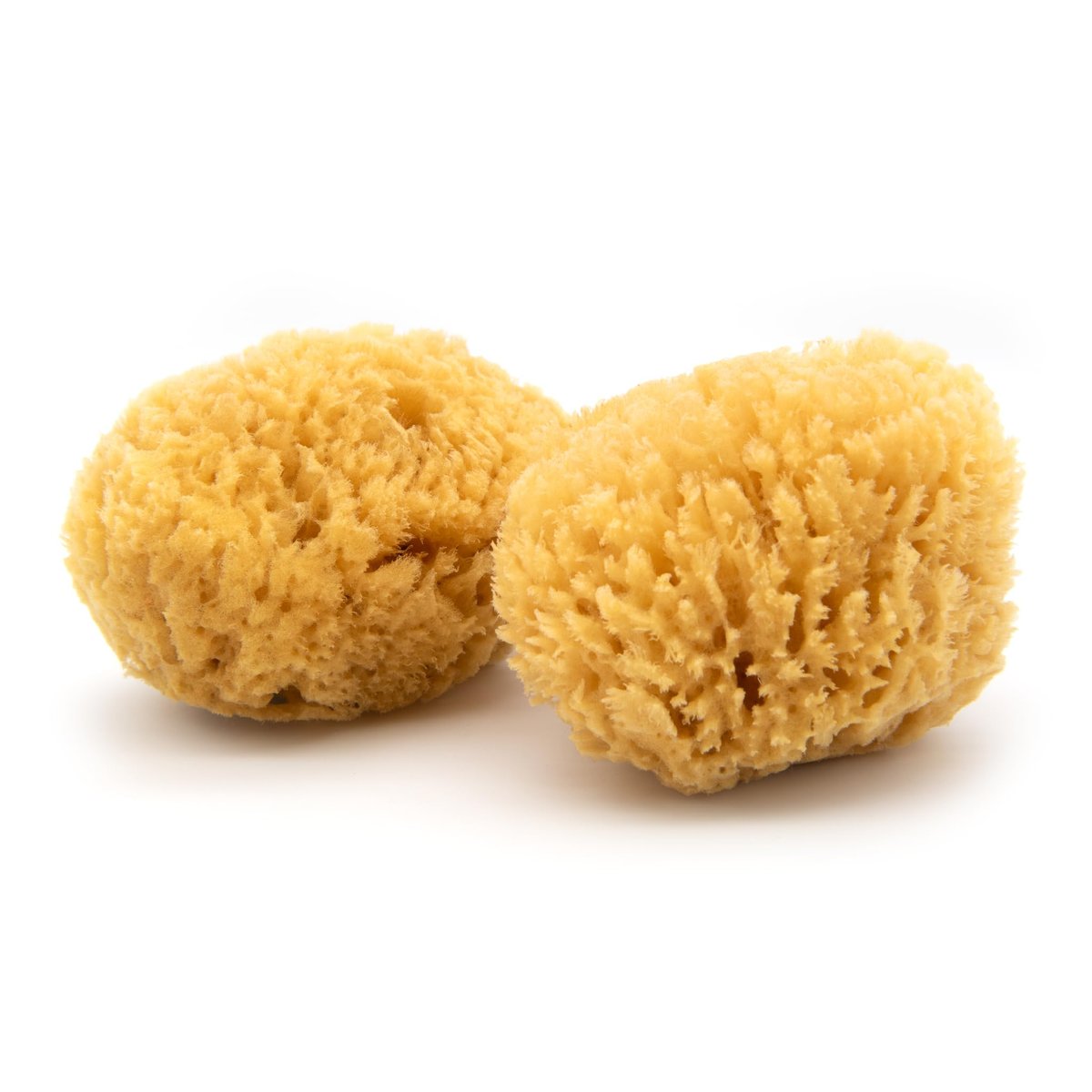 Neptune Caribbean Sea Sponge 2 Pack - Medium 5-6 Inch Natural Eco-Friendly Bath Sponge - görsel 1