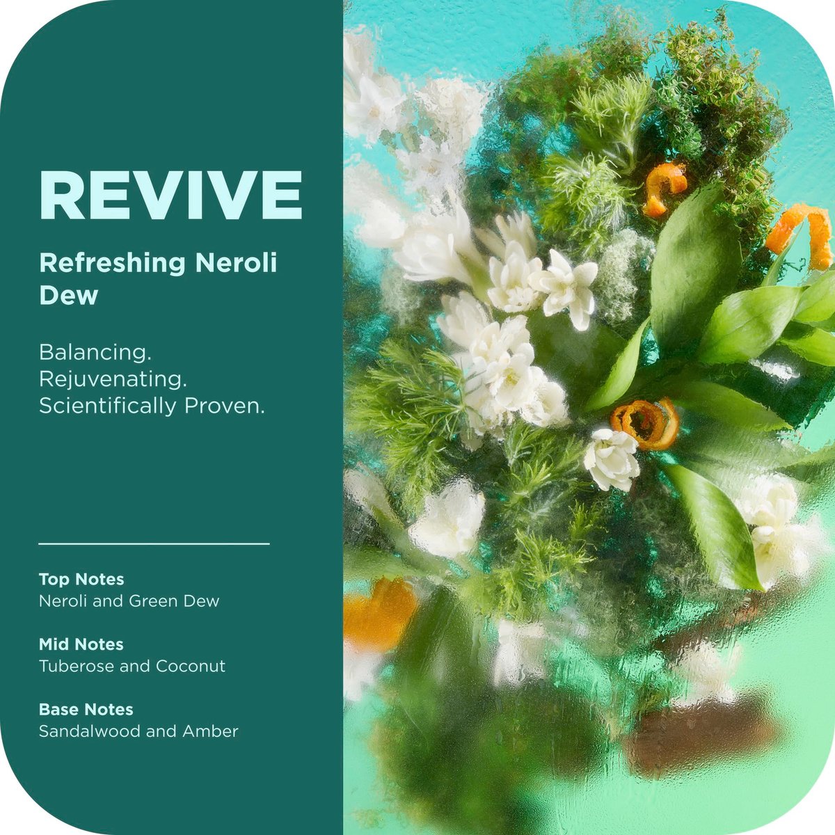OLLY Revive Body Wash with Magnesium, Electrolytes & Vitamin B12 – Nourishing Cleanser for Skin Barrier Repair, Deep Hydration, Refreshing Nerolidew Scent, 17 oz - görsel 3