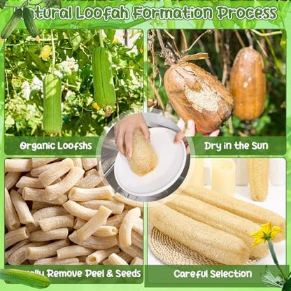 ZhouBoat 6 Pack Natural Loofah Sponge 15.7 Inch - Organic Exfoliating Sponge for Kitchen, Bath & Body Scrub Avelisse