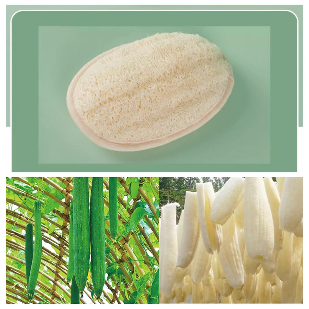Natural Loofah Exfoliating Body Scrubber Pads – 100% Plant-Based Shower Luffa Sponge (3-Pack) Avelisse