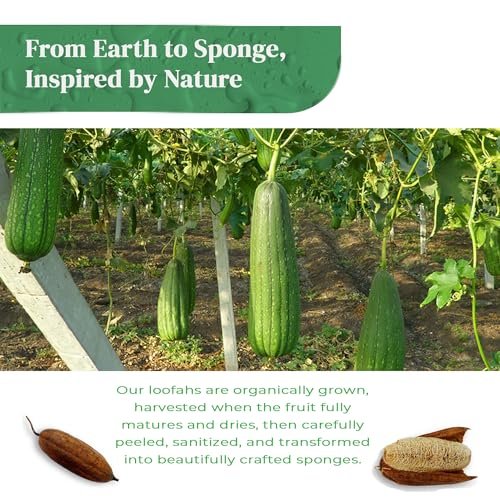 Natural Loofah Exfoliating Body Scrubber (8 Pack) - Organic Biodegradable Shower Luffa Sponges Avelisse
