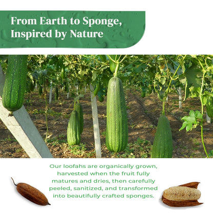 Natural Loofah Exfoliating Body Scrubber (8 Pack) - Organic Biodegradable Shower Luffa Sponges Avelisse