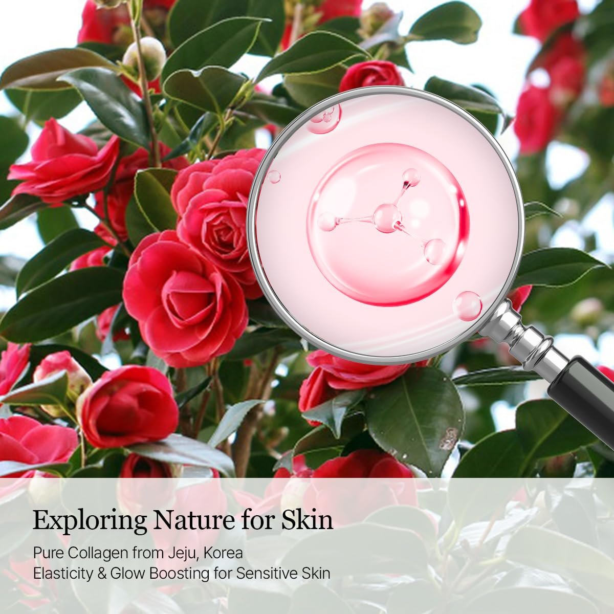 ROUND LAB Camellia Collagen PDRN Milky Toner - Hydrating & Elasticity-Boosting Glass Skin Toner with Low Molecular Collagen and Camellia Flower Extract (5.07 Fl Oz) Avelisse