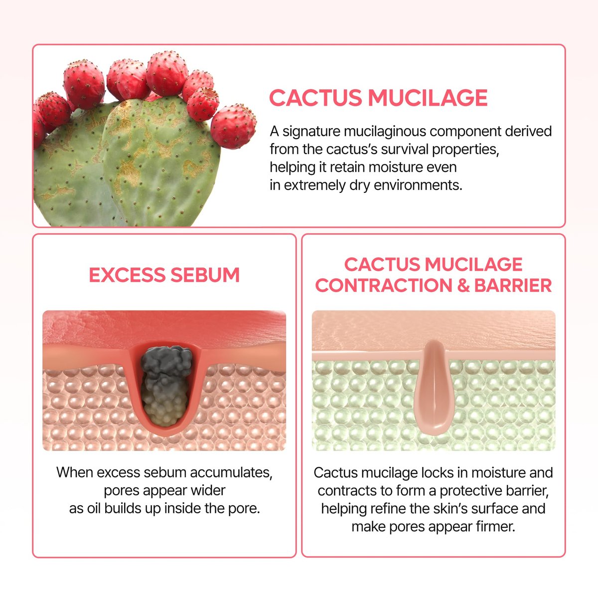 Dr.Melaxin Cactox Pore Dual Capsule Cream – Pore Minimizing & Hydrating Face Cream with Cactus Extract, PDRN & Vegan Collagen Avelisse