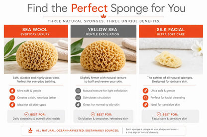 Spa Destinations Natural Sea Sponge Family Variety Pack – 6-Piece Set with Sea Wool, Yellow Sea Sponge & Silk Facial Sponges